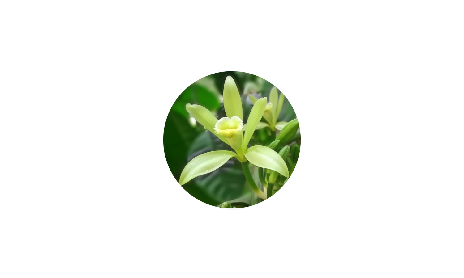 Picture of Vanilla Plant